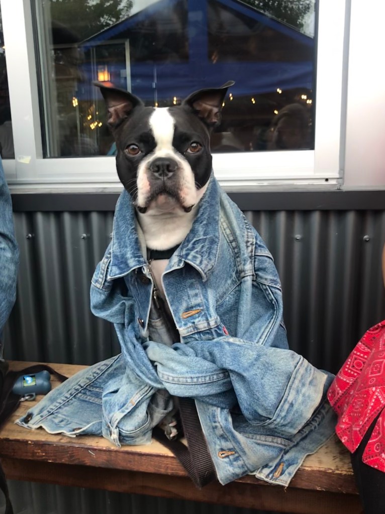 Fremont brewing company, boston terrier, adorable dogs