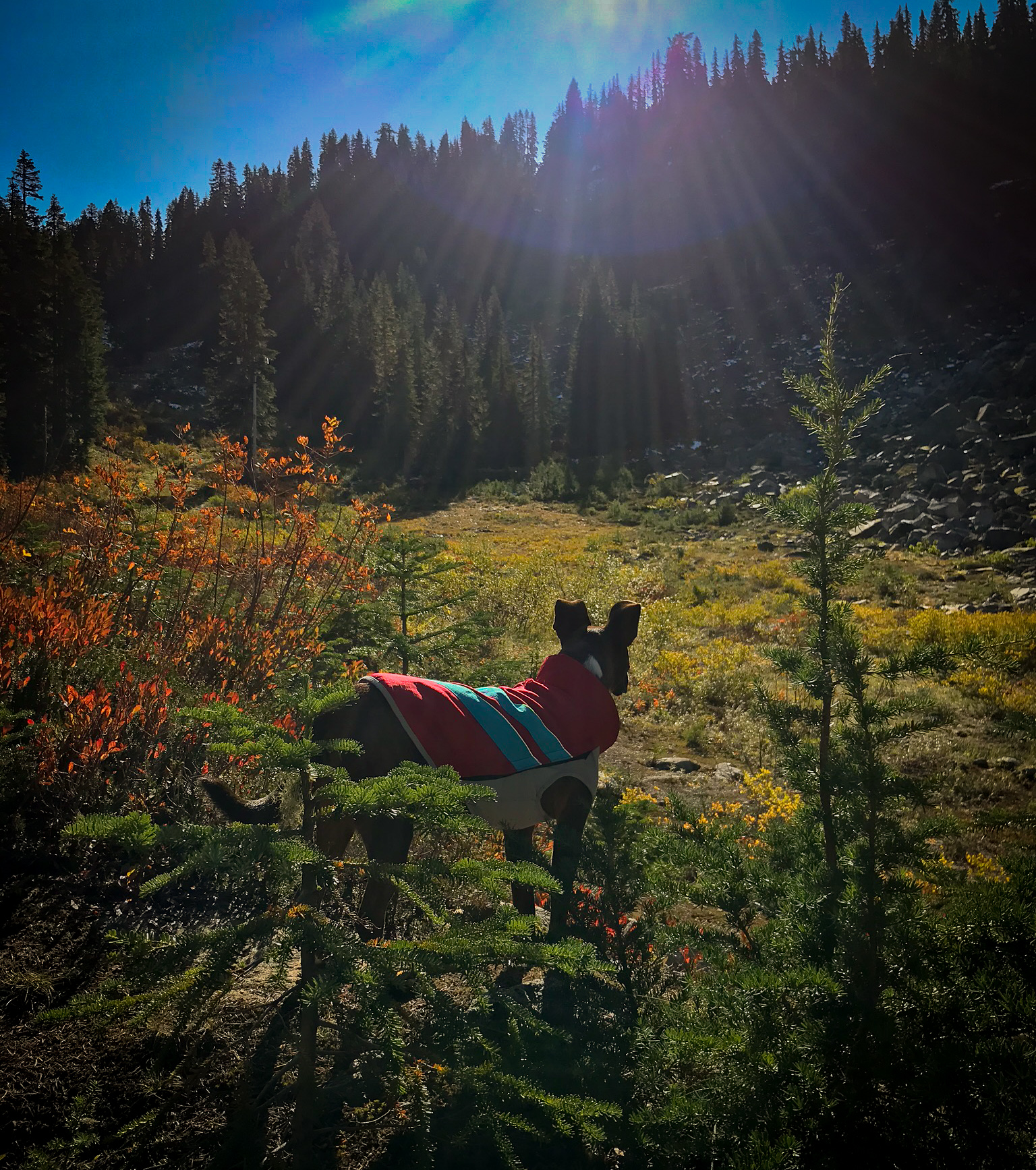 PCT, WA, hiking, dogs